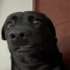 🦴•🐾 पिल्ले 🐾•🦴  7