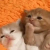 Pretty Kittens🐈1🇲🇽Movi 15