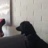 🎵 TIKTOKeando 22🎵 13