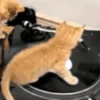 🧿Michis Ale🐱🐈 9