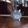 🧿Michis Ale🐱🐈 10