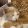 🧿Michis Ale🐱🐈 11