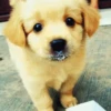 🦴•🐾 पिल्ले 🐾•🦴  10