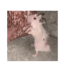 Hamster triste 🐹🐭 14