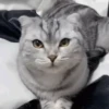 🧿Michis Ale🐱🐈 13