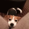 🦴•🐾 पिल्ले 🐾•🦴  11