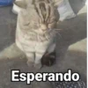 🤎Gatitos con Frases ⓷🐈‍⬛😼 11