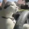 🎵 TIKTOKeando 19🎵 16