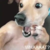 🦴•🐾 पिल्ले 🐾•🦴  12