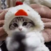 Pretty Kittens🐈1🇲🇽Movi 17