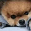 🦴•🐾 पिल्ले 🐾•🦴  13
