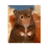 Hamster triste 🐹🐭 16