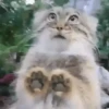 😻Gatitos Lindos V.2☀️ 13