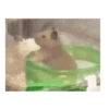 Hamster triste 🐹🐭 17