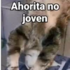 🤎Gatitos con Frases ⓷🐈‍⬛😼 12