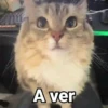 🤎Gatitos con Frases ⓷🐈‍⬛😼 13