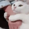 Pretty Kittens🐈1🇲🇽Movi 20