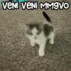 😻 Michis RANDOM🐾 13