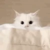 Pretty Kittens🐈1🇲🇽Movi 21