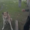 🔥 TIKTOK RAMDON 8.📱 21