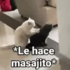 🤎Gatitos con Frases ⓷🐈‍⬛😼 14