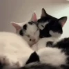 😻Gatitos Lindos V.2☀️ 14