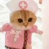 Pretty Kittens🐈1🇲🇽Movi 22