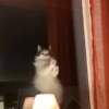 🔥 TIKTOK RAMDON 8.📱 22