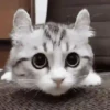 🧿Michis Ale🐱🐈 20