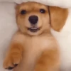 🦴•🐾 पिल्ले 🐾•🦴  14