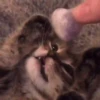 Pretty Kittens🐈1🇲🇽Movi 23