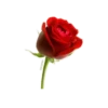 @GIFSTIKI С 8 МАРТА ? ?? :: @fStikBot 5