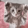 😻 Michis RANDOM🐾 15