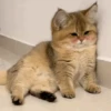 🧿Michis Ale🐱🐈 22