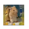 Hamster triste 🐹🐭 21