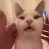 😻Gatitos Lindos V.2☀️ 15