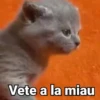 🤎Gatitos con Frases ⓷🐈‍⬛😼 16