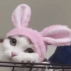 Pretty Kittens🐈1🇲🇽Movi 25