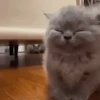 😻Gatitos Lindos V.2☀️ 16