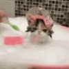 Pretty Kittens🐈1🇲🇽Movi 26