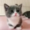 Pretty Kittens🐈1🇲🇽Movi 27