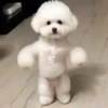🔥 TIKTOK RAMDON 8.📱 24