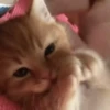 Pretty Kittens🐈1🇲🇽Movi 28