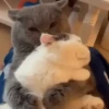 😻Gatitos Lindos V.2☀️ 18