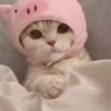 Pretty Kittens🐈1🇲🇽Movi 29