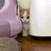 Pretty Kittens🐈1🇲🇽Movi 30
