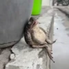 🔥TIKTOK RAMDON 1.9📲 20