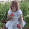 Monkeys in motion 5