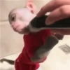 Monkeys in motion 6