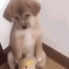 Animals 5
